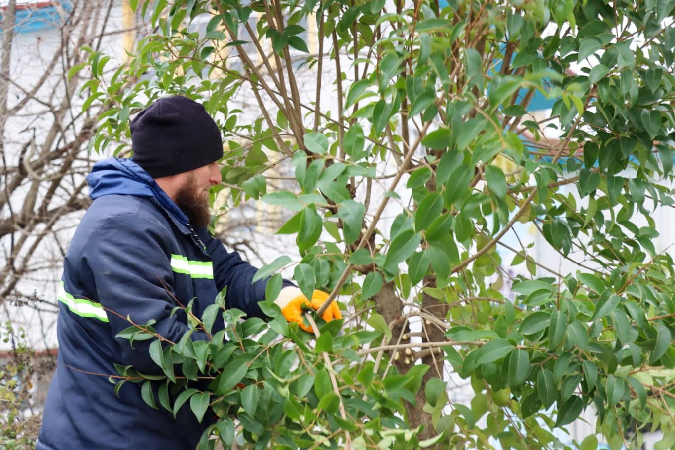 Yalova Belediyesi Ağaç Budama